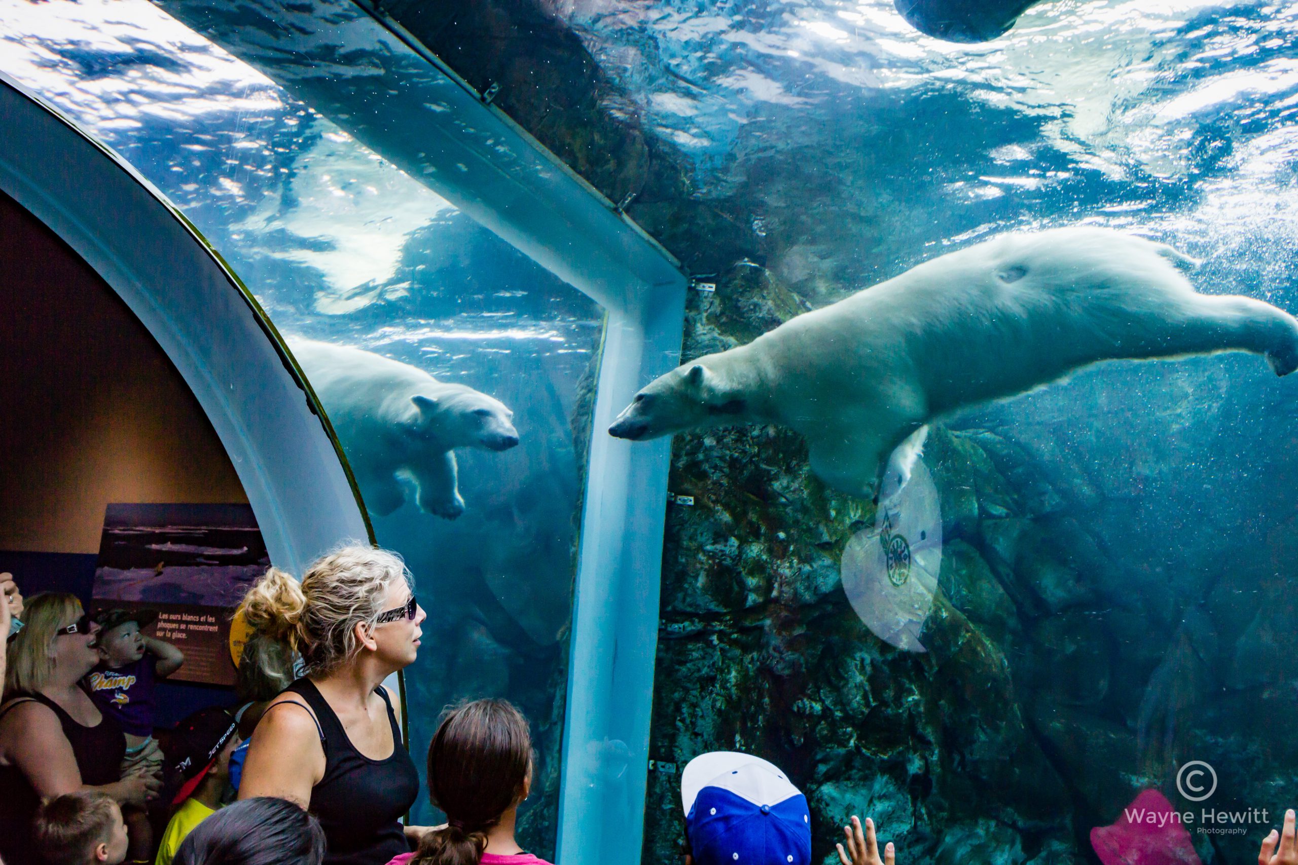 Journey to Churchill at Assiniboine Park Zoo by Wayne Hewitt