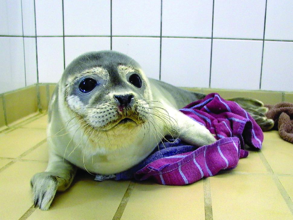 seals
