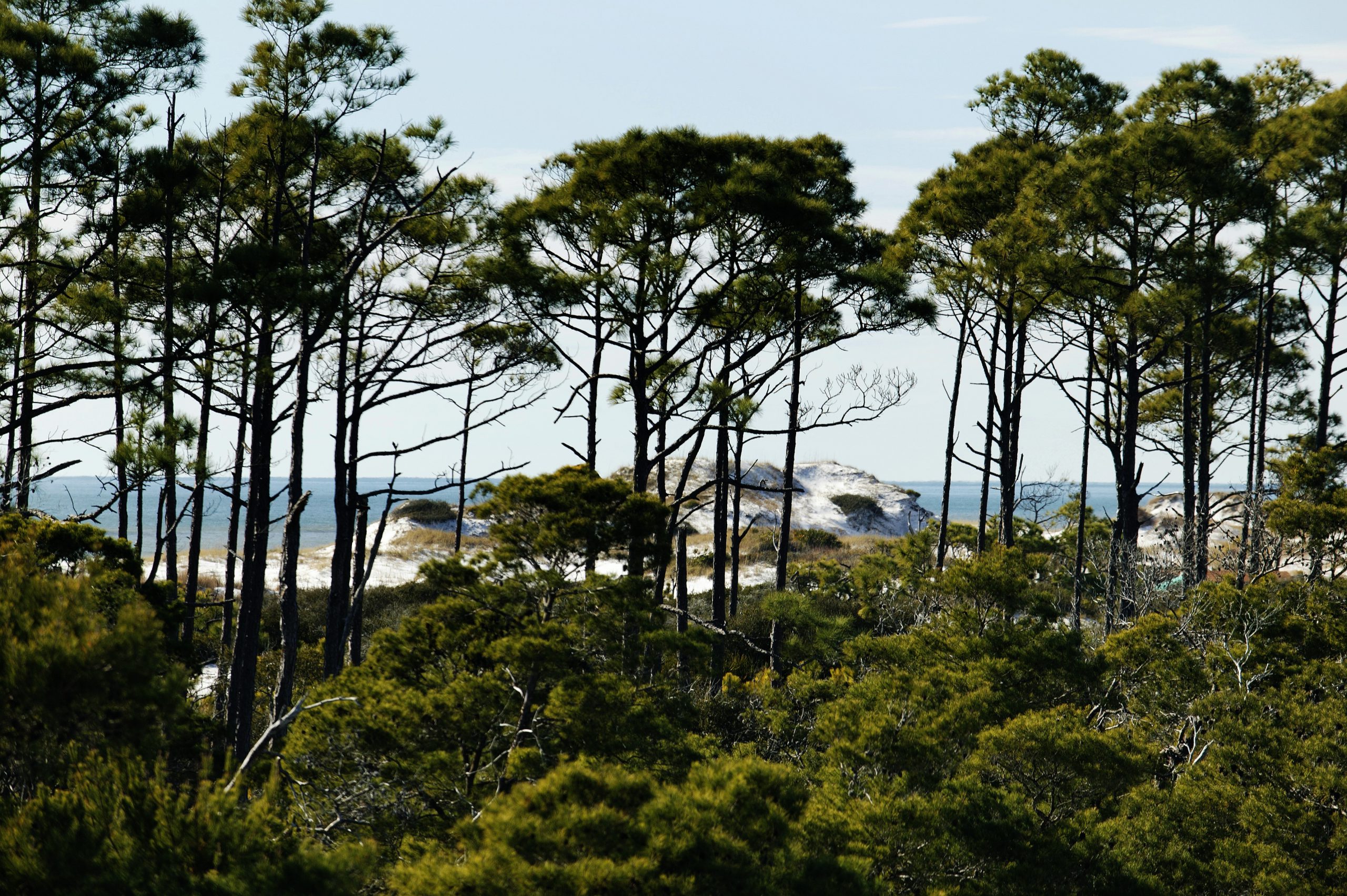 South Walton Pine