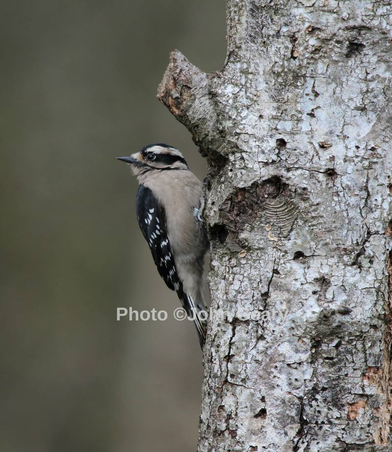 Downy woodpecker at the Richmond Nature Centre.