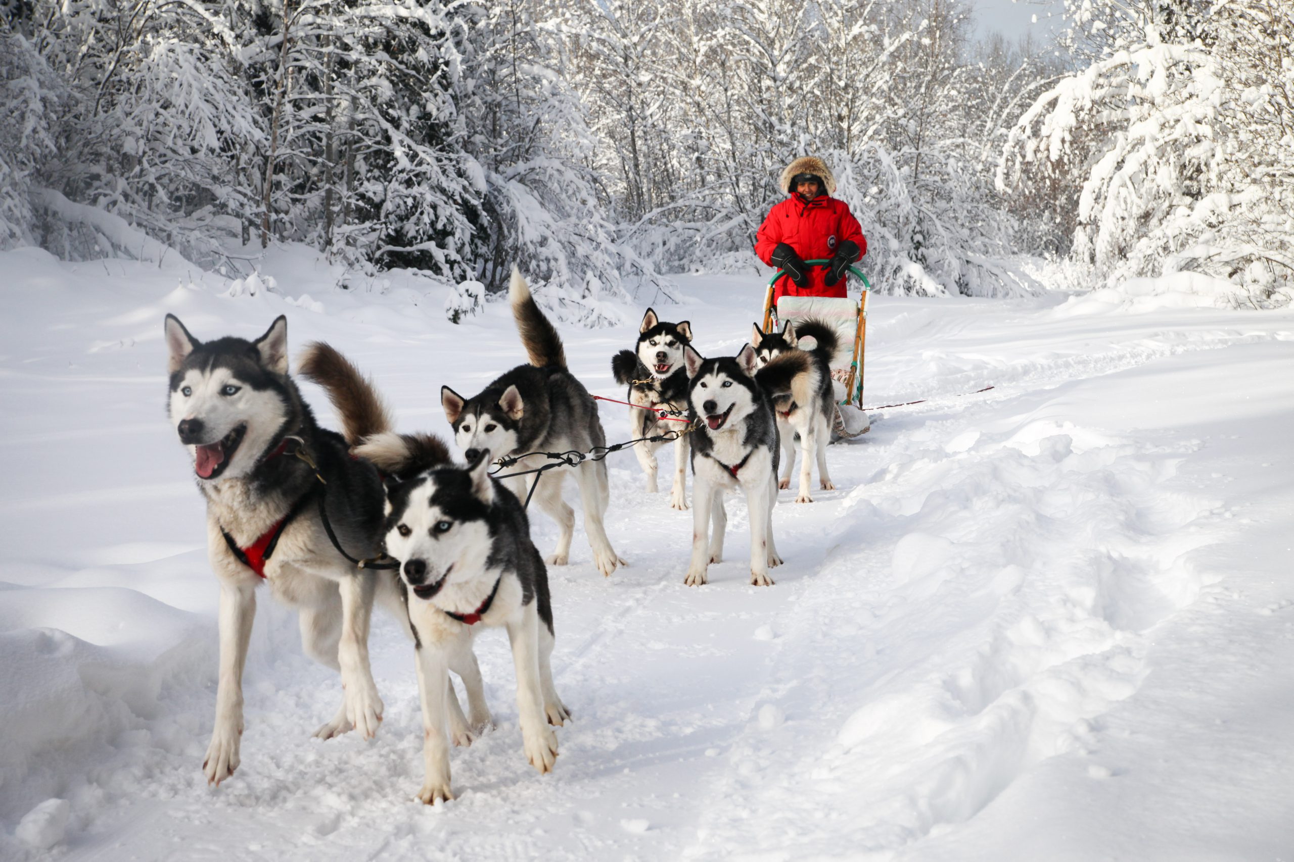 Dog sledding