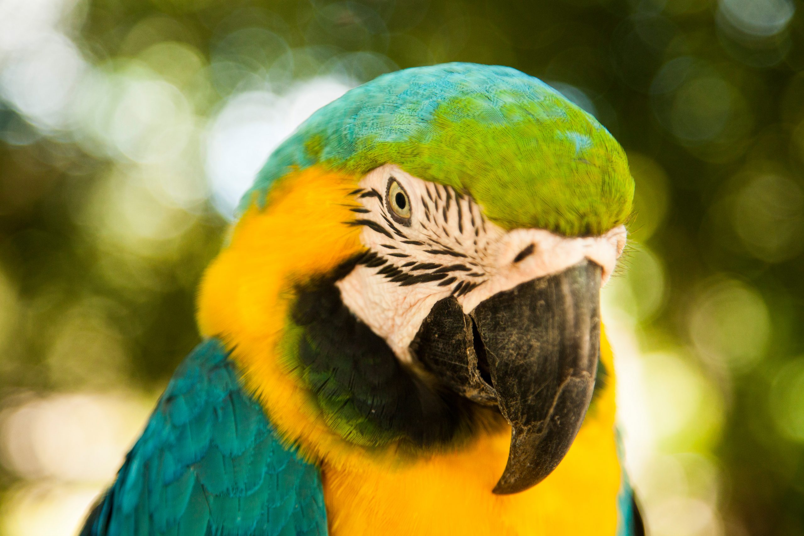 Peru's Amazon Region