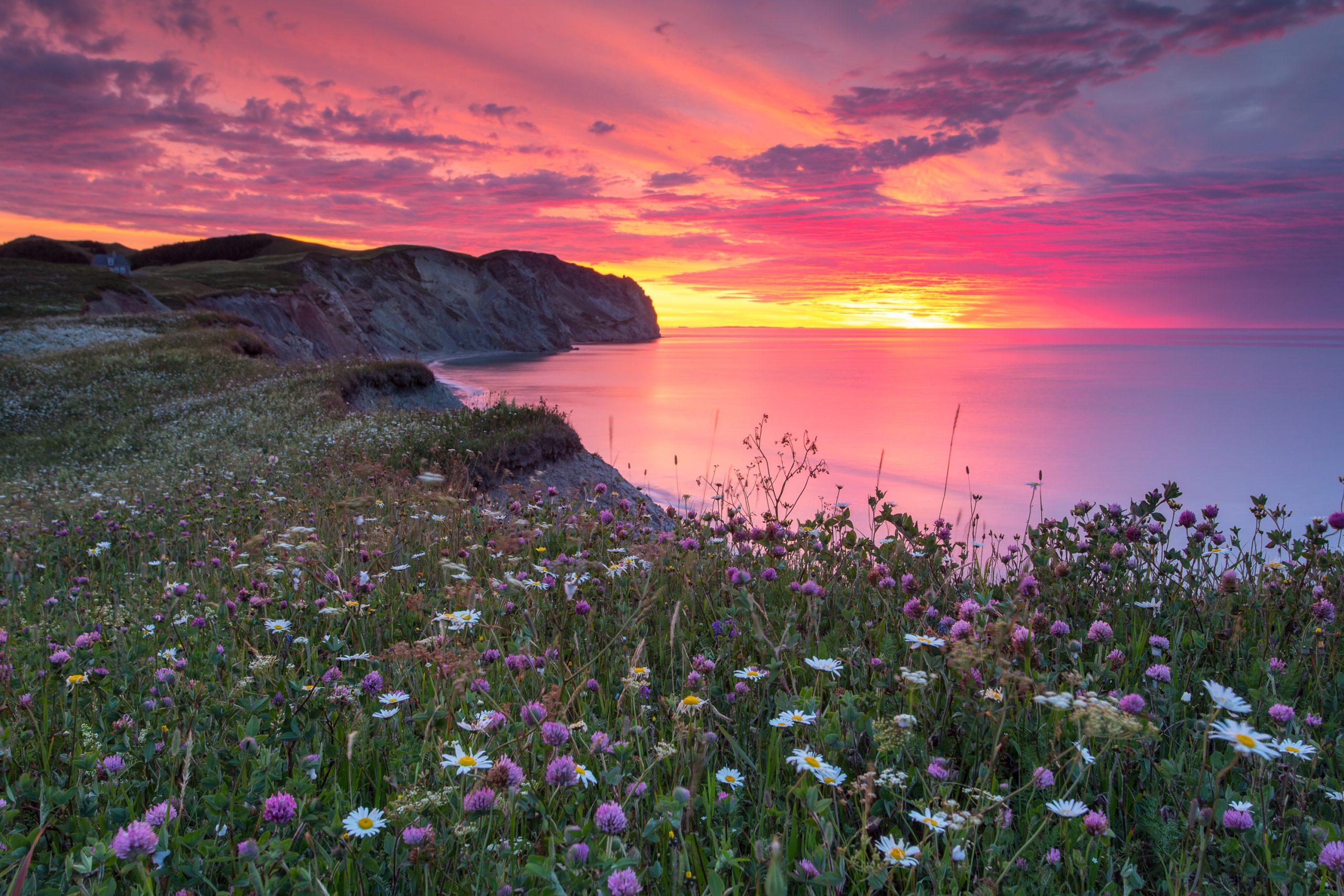 ÃƒÅ½les de la Madeleine,Havre-aux-Maisons, pink and purple sunset, flowers, cliff