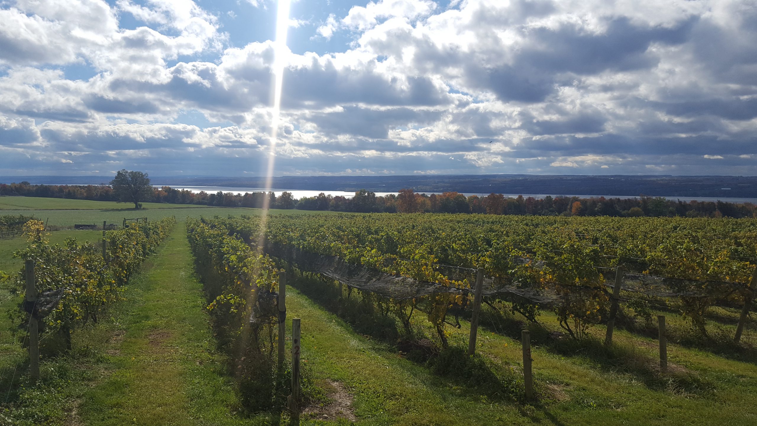 Long Point Winery - Finger Lakes Region of New York State