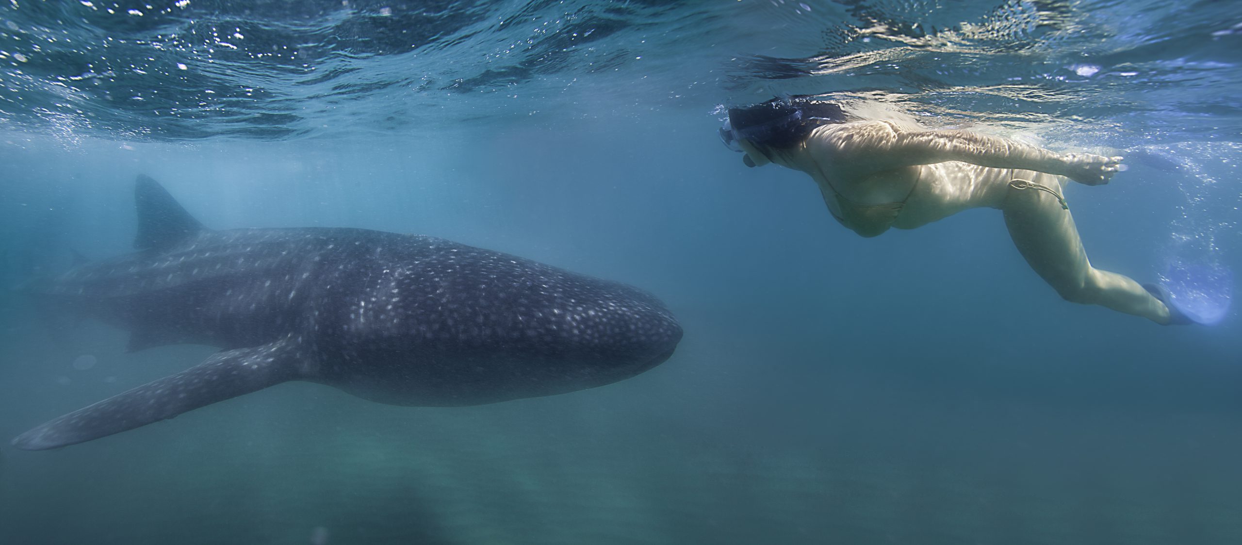Swimming with whale sharks in La Paz, Baja California Sur