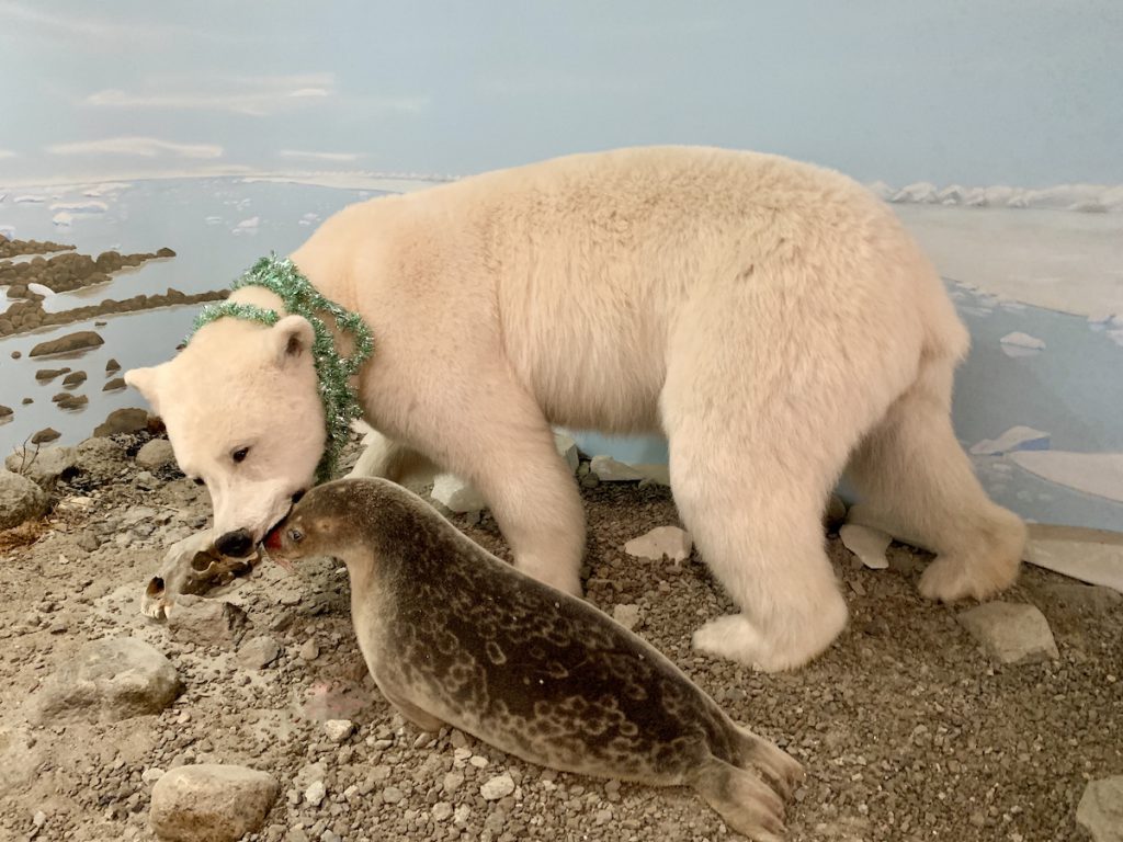ANP-polar bear and seal CREDIT Jennifer Bain