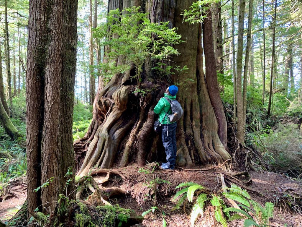 Hot Springs Cove big tree along boardwalk CREDIT Jennifer Bain