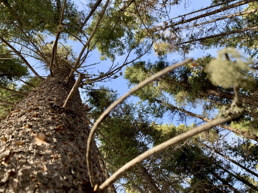 resized looking up a tree CREDIT Jennifer Bain copy