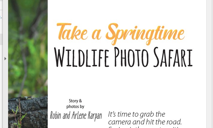 Take a Springtime Wildlife Photo Safari