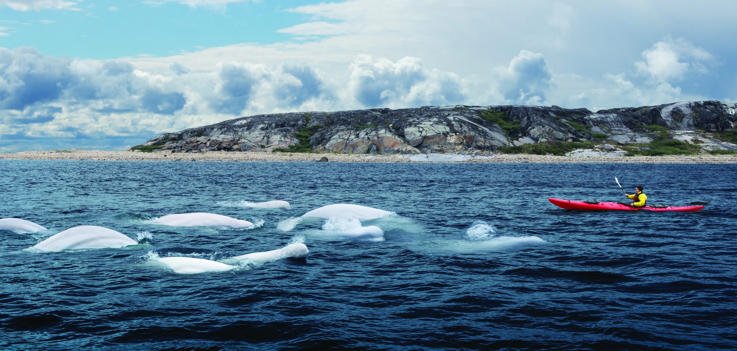 Belugas-and-kayaker-at-Hudson-Bay_Campaign-Image_TMB-USE-ONLY
