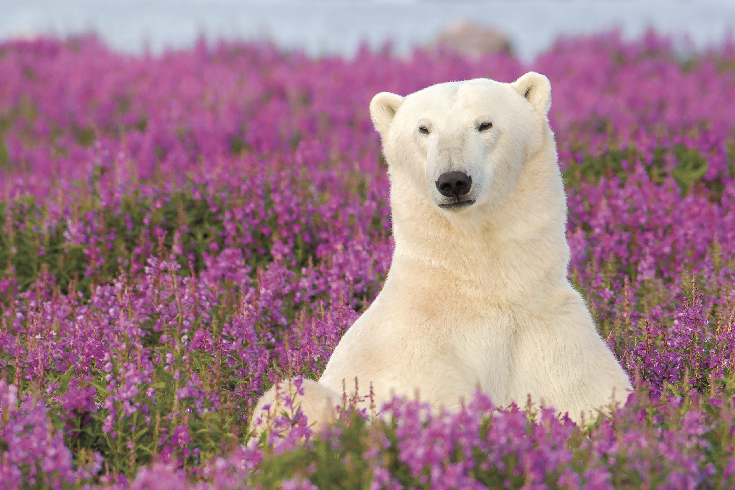Polar bear in Fireweed. Credit Dennis Fast.