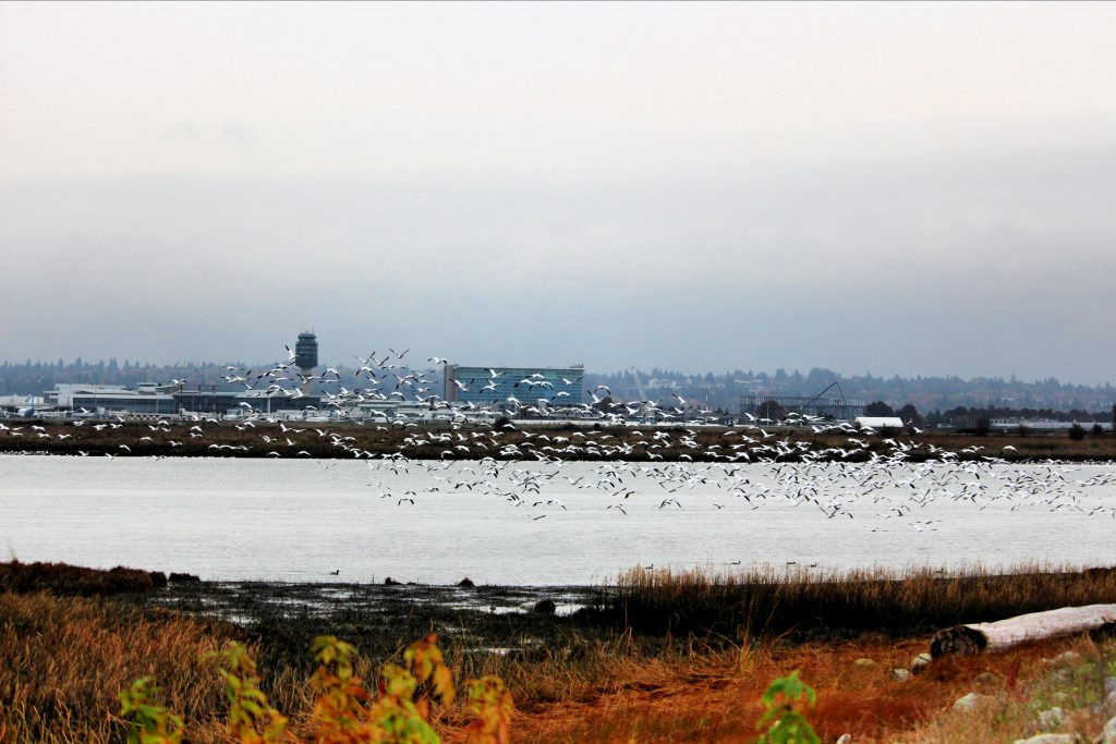 snow geese on bc bird trail in richmond