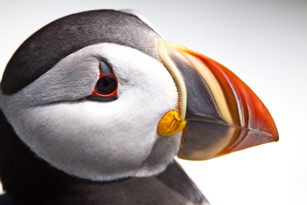 Atlantic puffin
