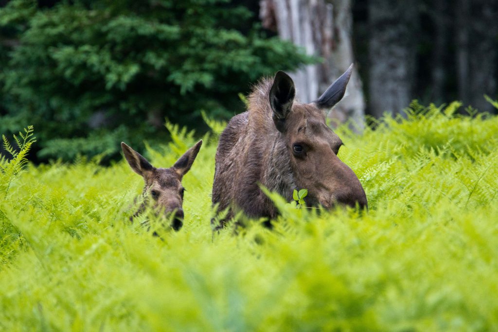 Western moose