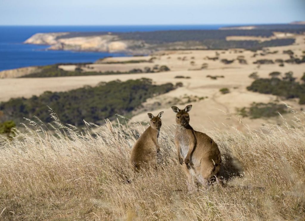 kangaroo_island_kangaroos_western_river_credit_exceptional_kan