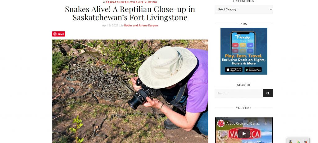 Snakes Alive! A Reptilian Close-up in Saskatchewan's Fort Livingstone