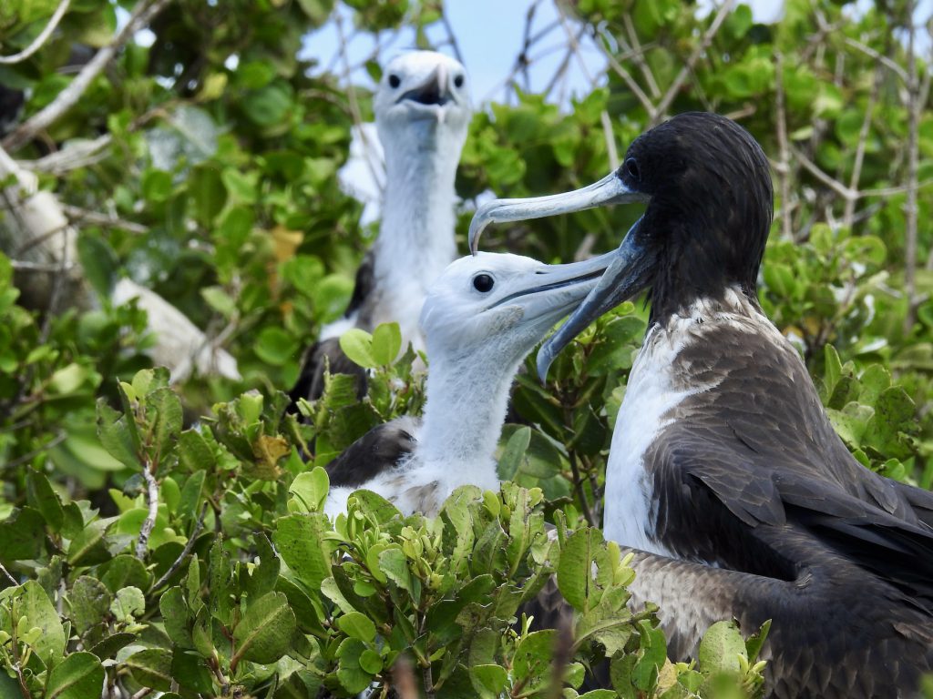 CLNP-Baby frigatebird feeds CREDIT Jennifer Bain