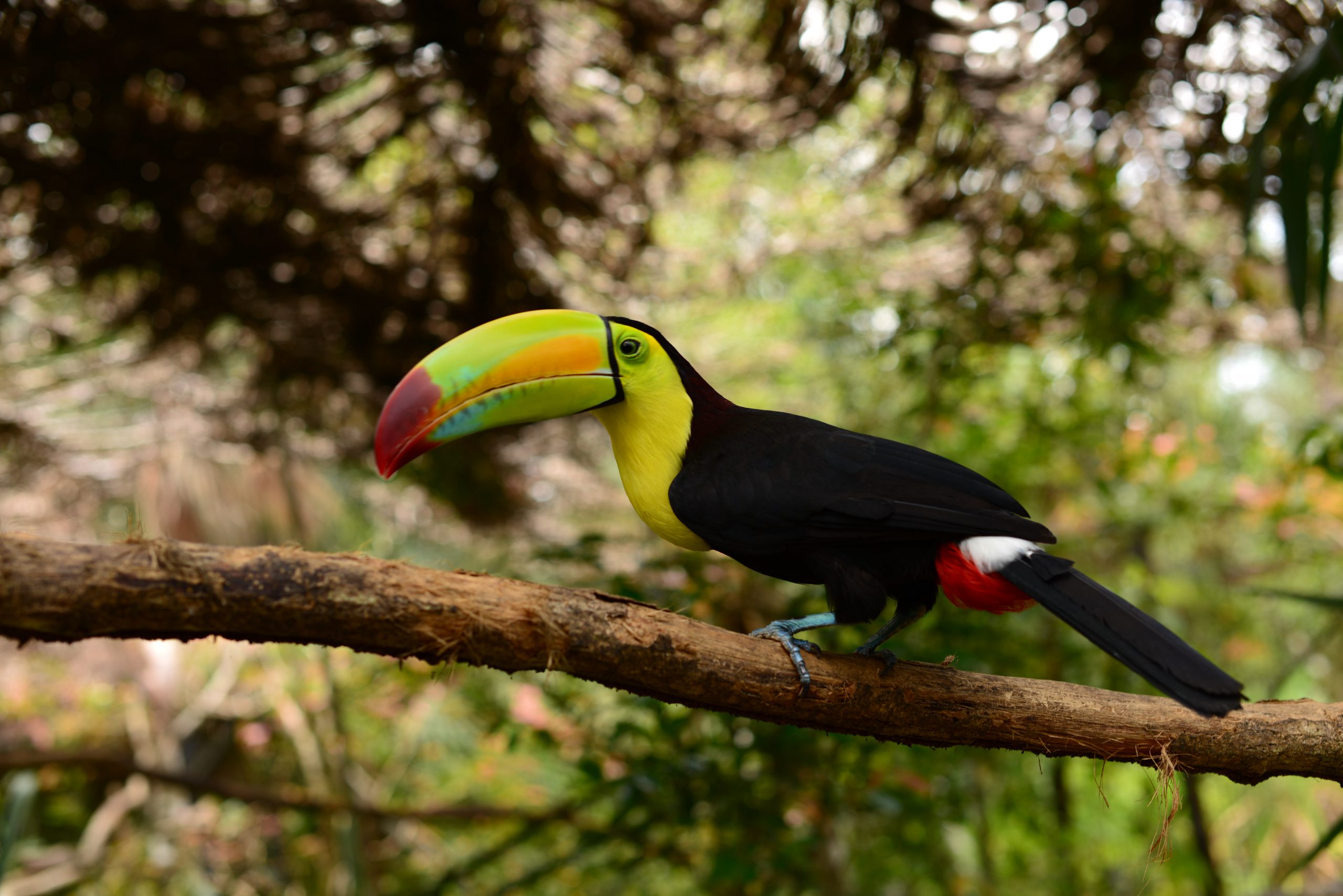 Toucan_11