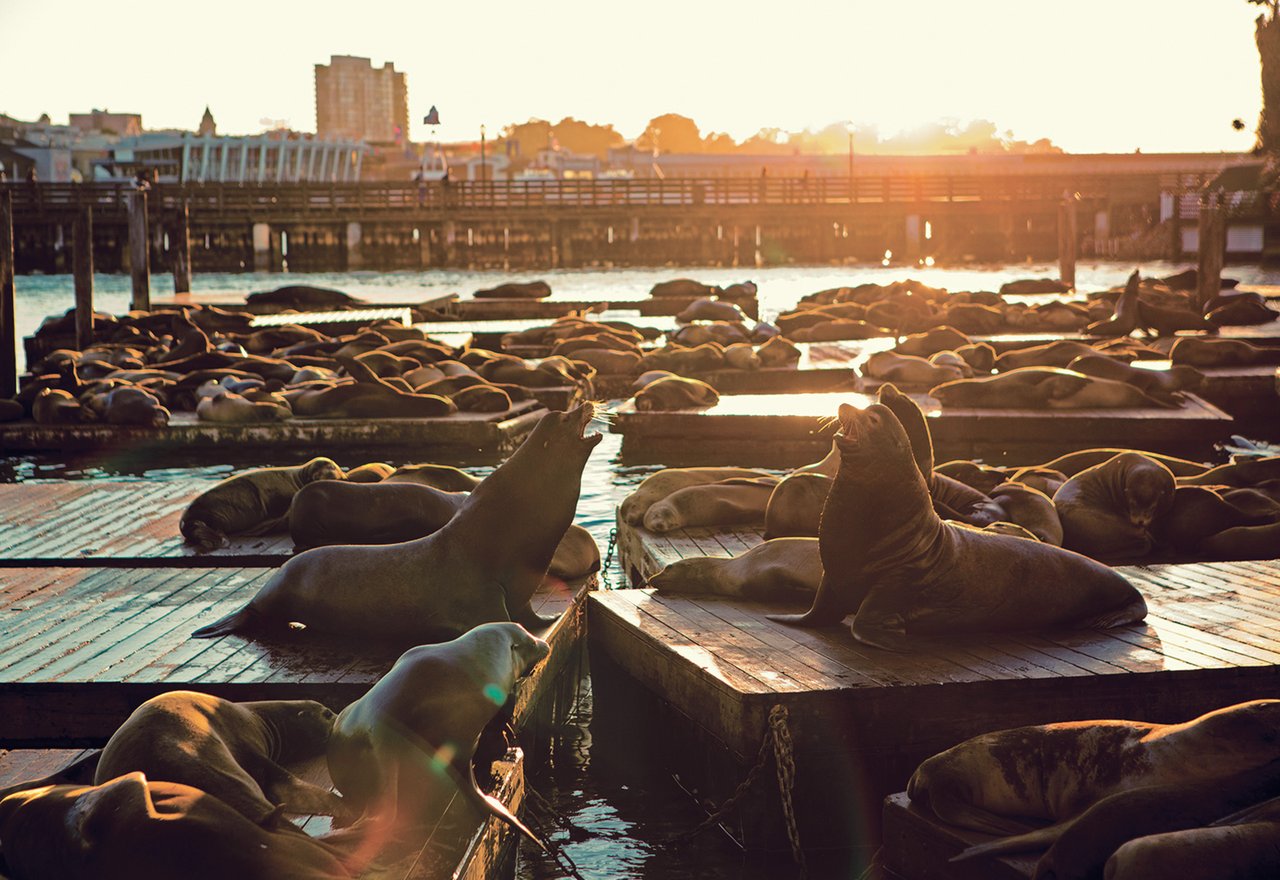 seals-medium