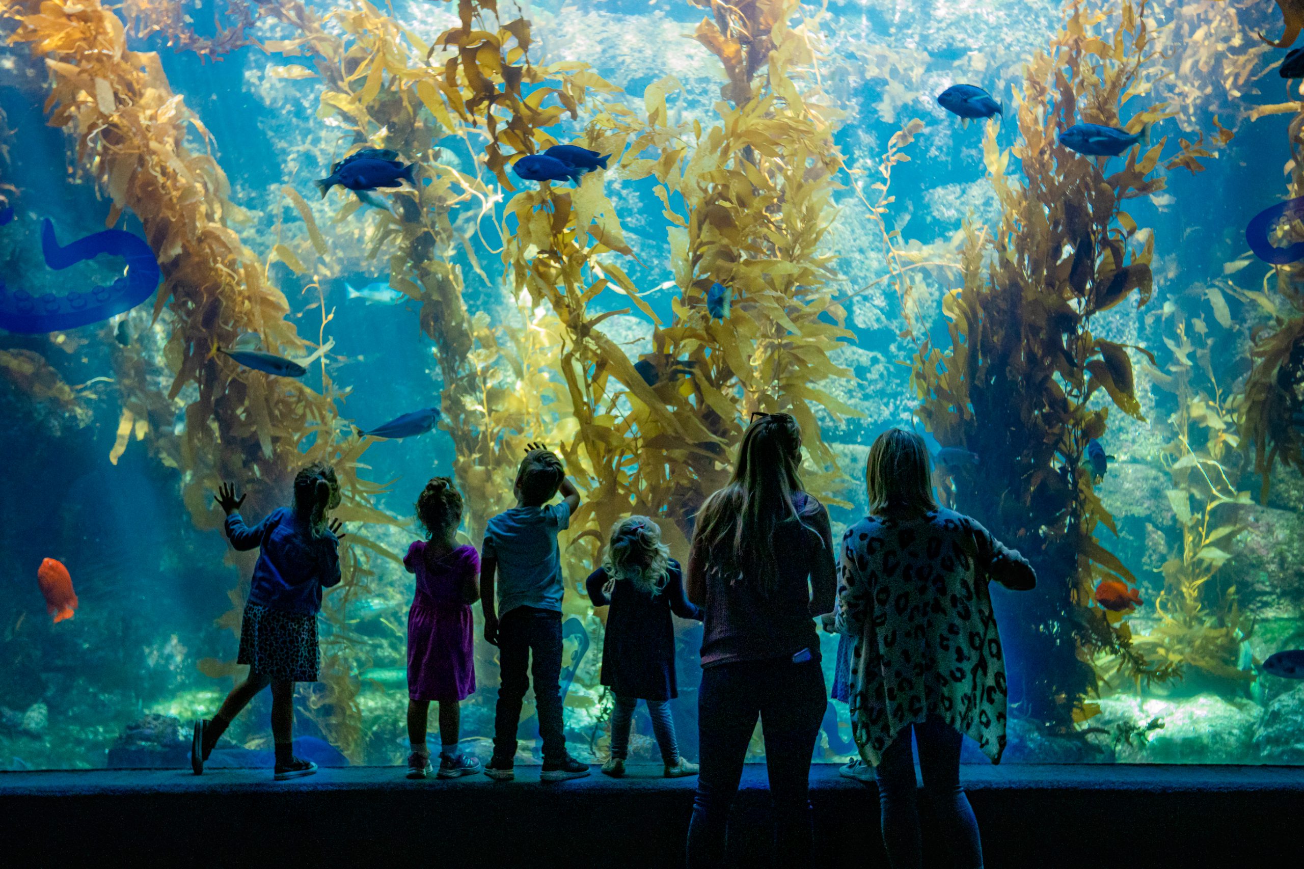 Birch Aquarium at Scripps