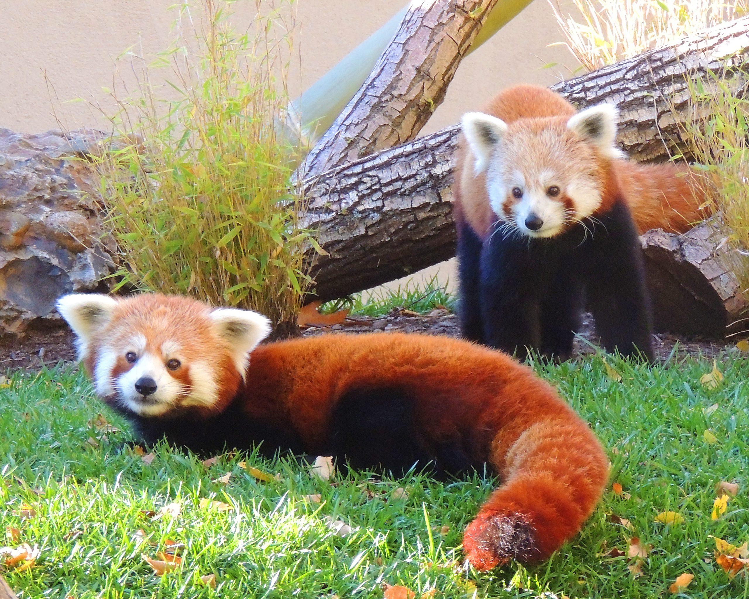 Franklin Park Zoo