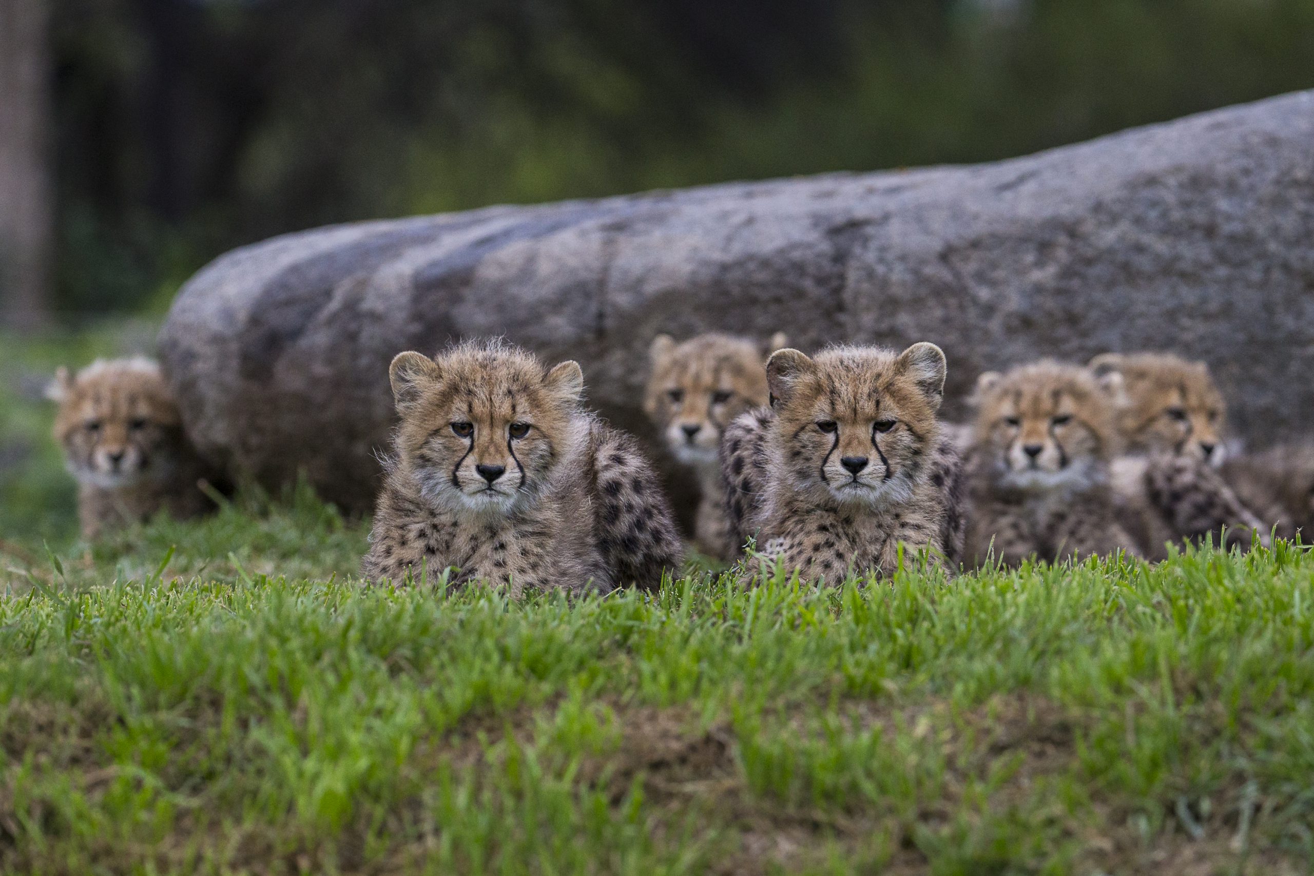 San Diego Zoo & Safari Park