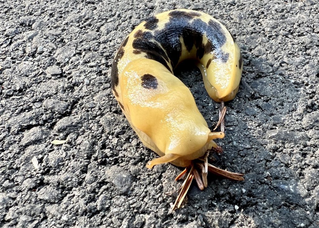 PRNPR-banana slug first eats CREDIT Jennifer Bain
