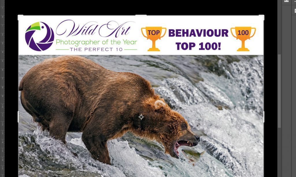 Finalist in the Wildlife Behaviour Category