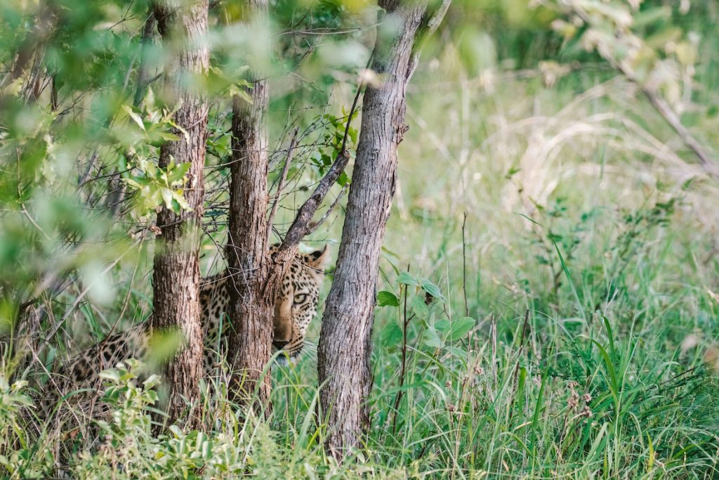 south-africa-karongwe-game-drives-leopard-4