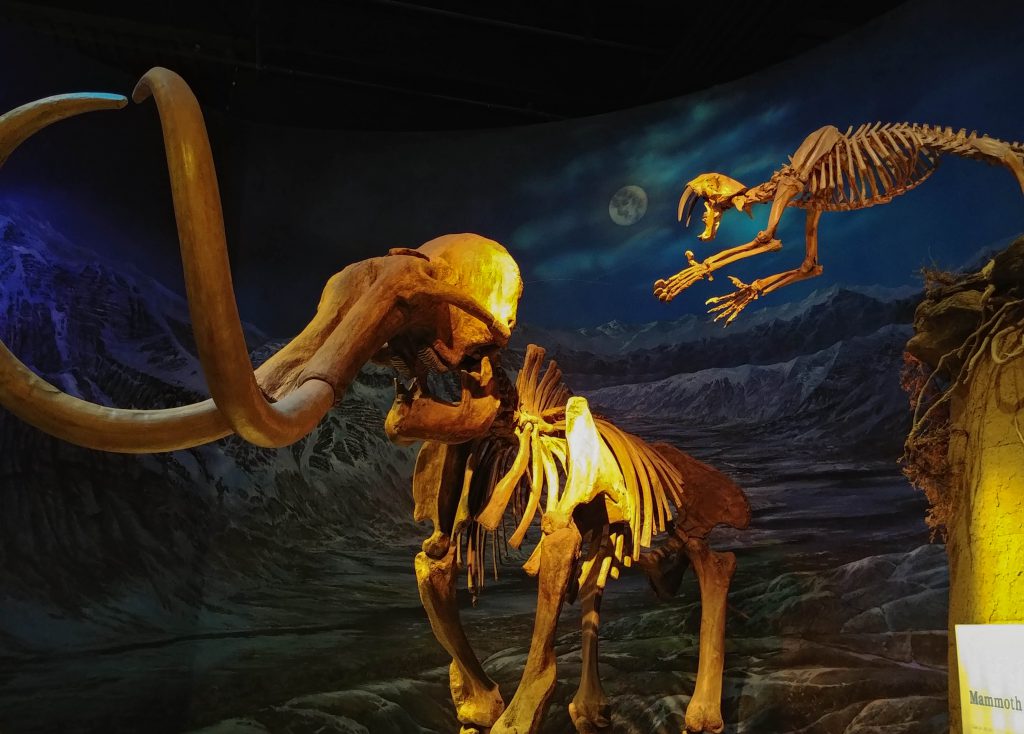 tammemagi-peopleschoice-sabre-tooth_attack_at_tyrell