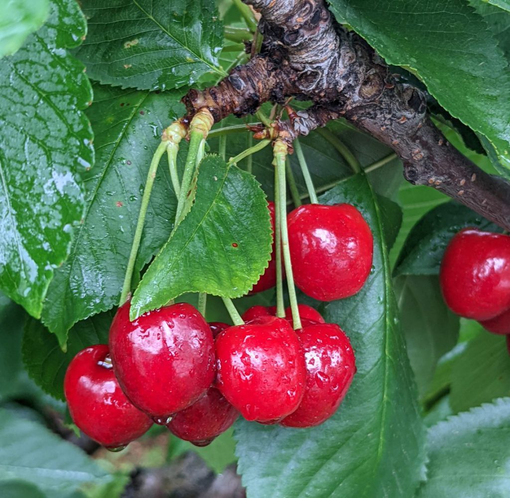 cherry