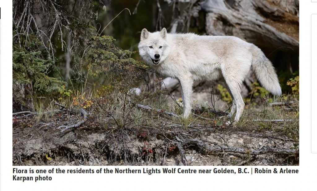 Walking with wolves in the wild is a surreal experience