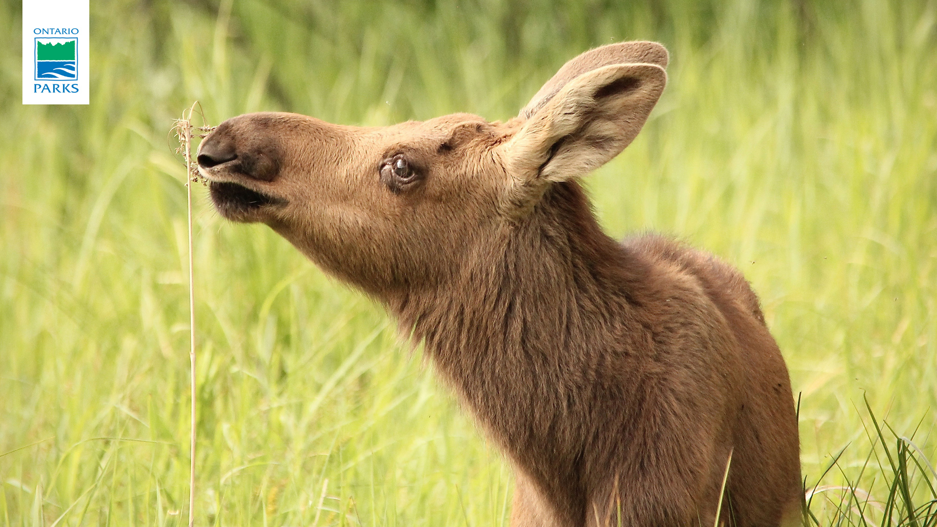 A Young Moose photographed at Ontario Parks