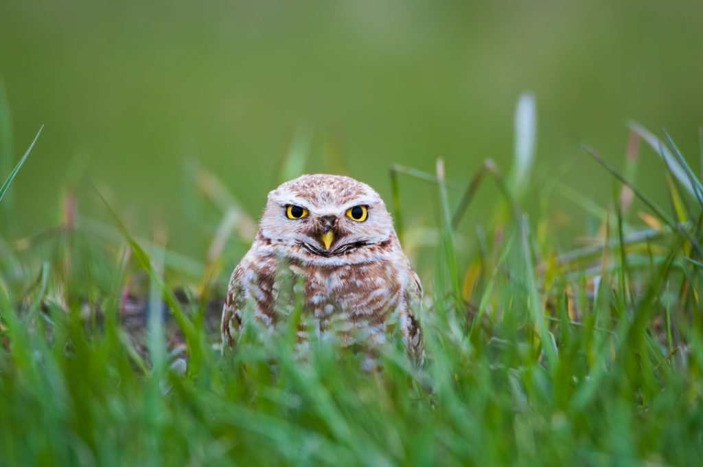 5 Amazing Spring Wildlife Adventures in Saskatchewan