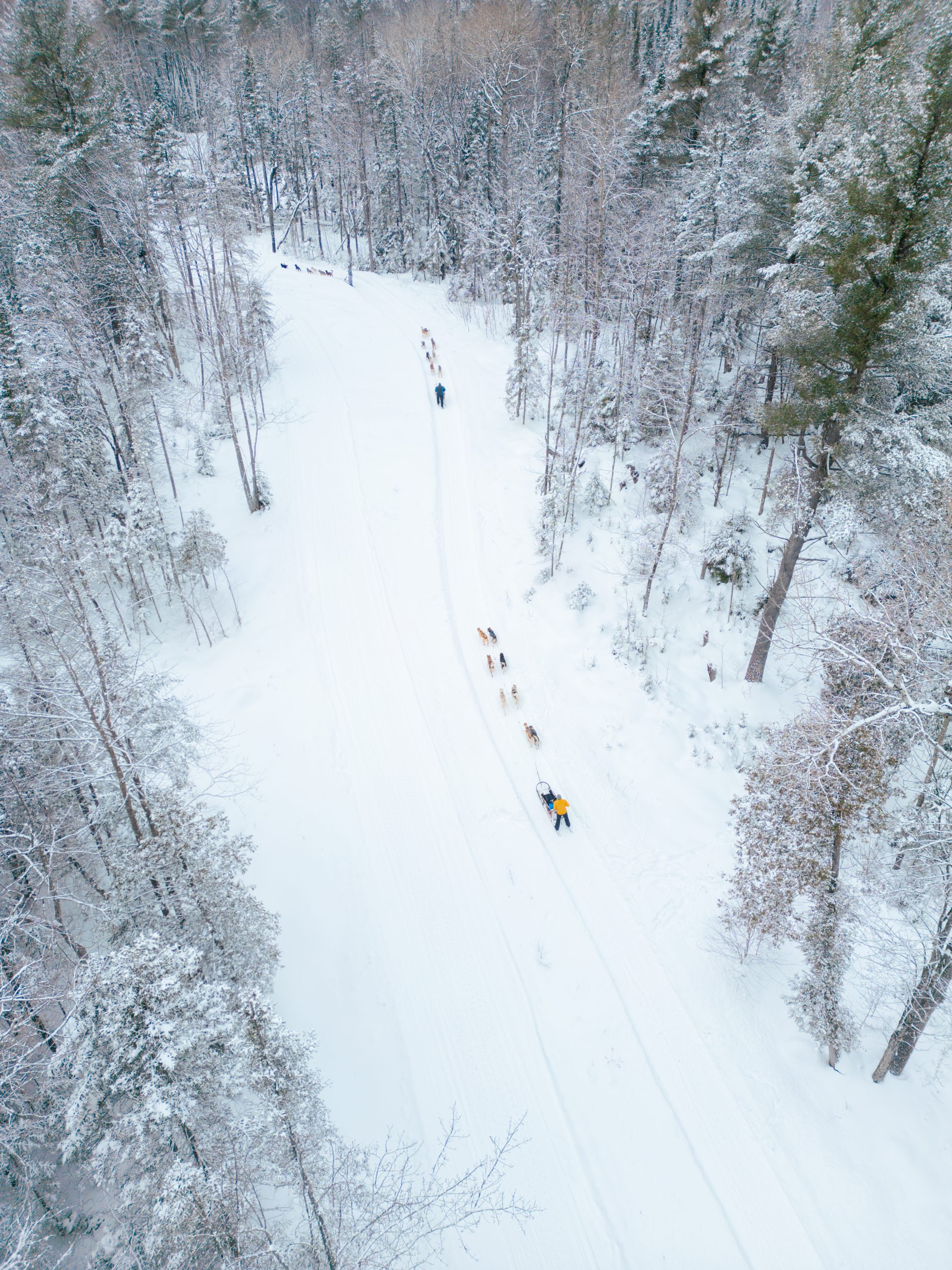 Dogsledding - Credit MTM Media