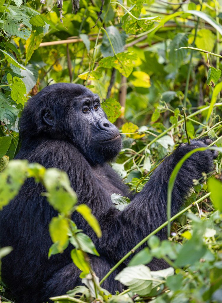 lindsaynieminen-morethanaprimalconnection1_1