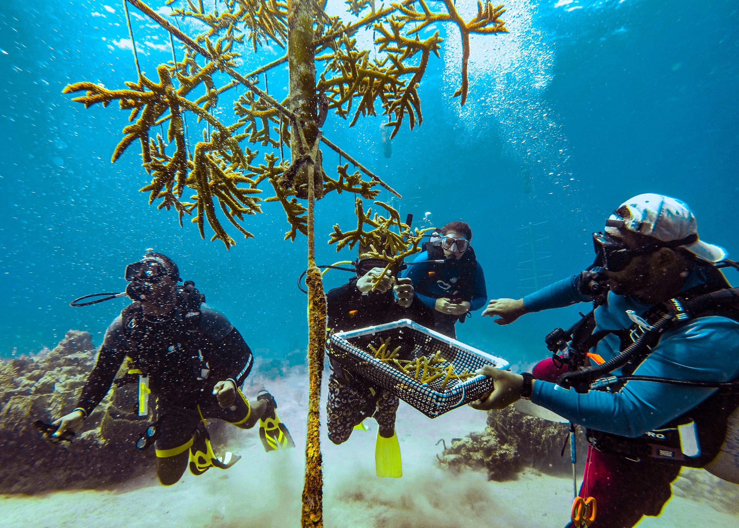 Sandals Foundation - Environment