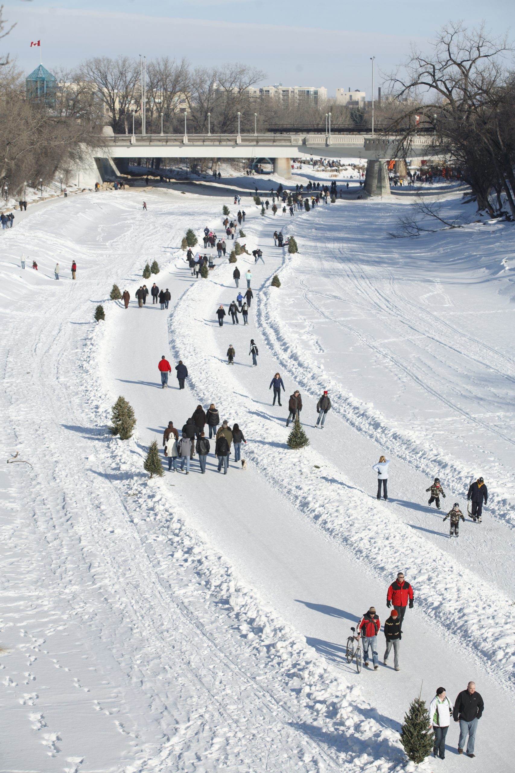 People skating on a long river trail lined with small evergreen trees in the winter time.