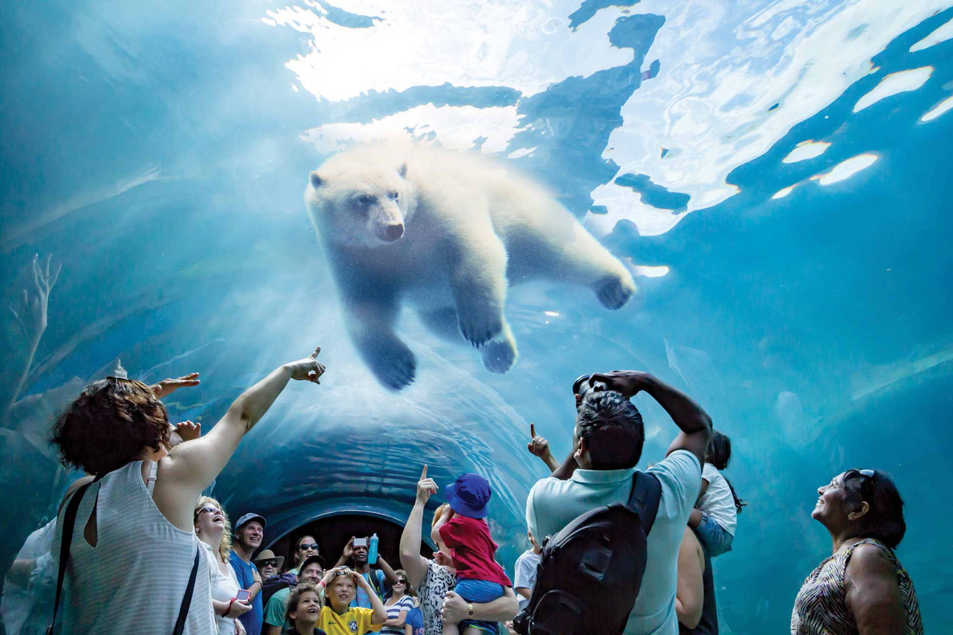 A group of people looking up at a polar bear swimming by.