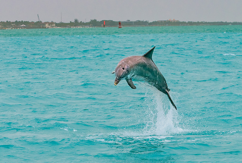 The Top Florida Keys Activities
