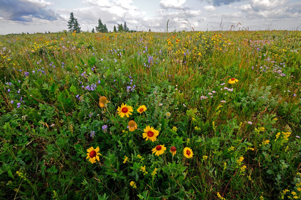 Enjoy a drive among the wildflowers in the Cypress Hills