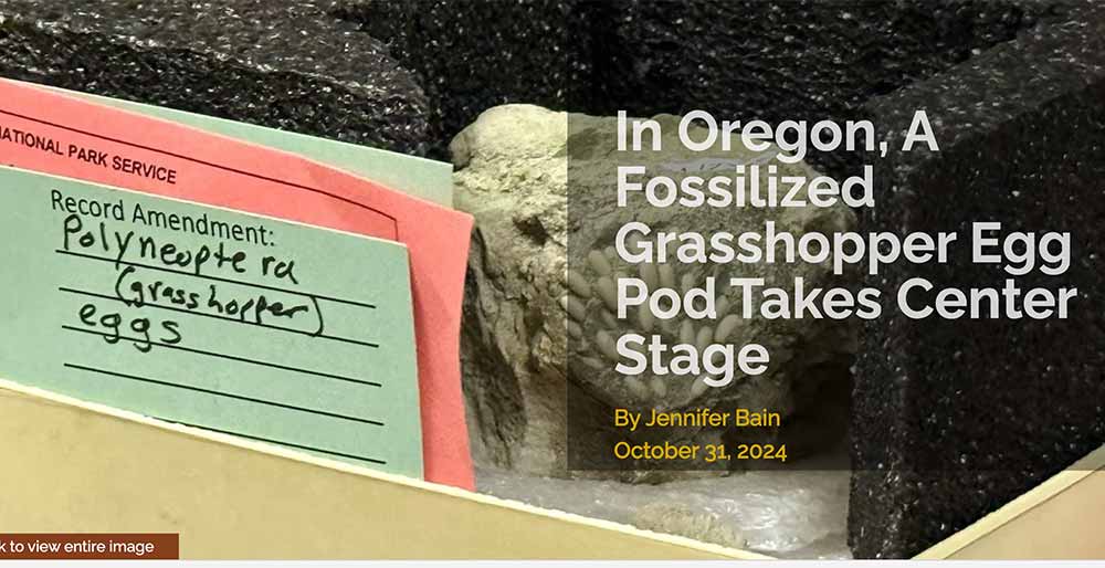 fossils