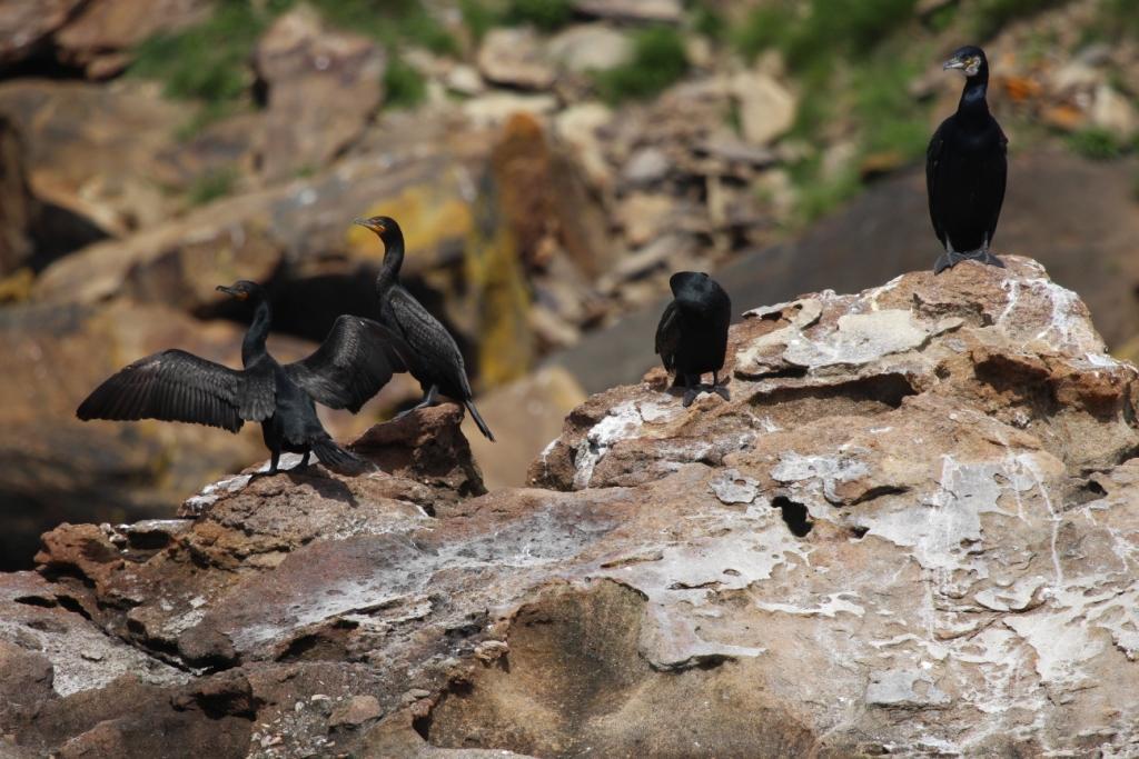 02_doublecrestedcormorants_20230614_cape_breton_island_nova_scotia_canada_johngeary1