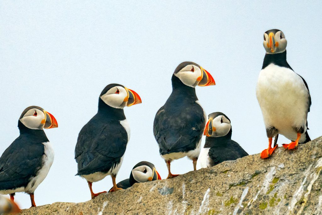 Puffin Paradise on New Brunswick's Machias Seal Island