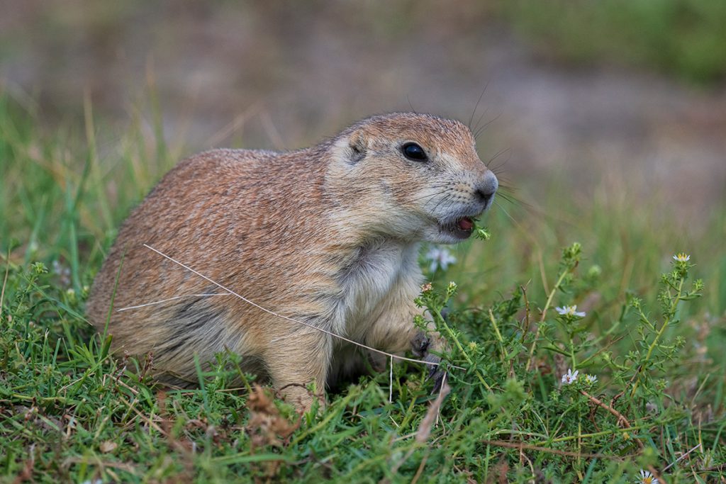 Prairie Dog Wildlife Adventure in Grasslands National Park, Saskatchewan
